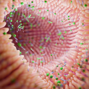 microbiota-intestinale