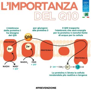 azione_importanza_coenzima_q10